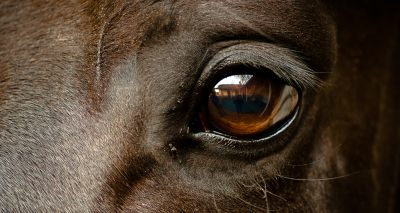 Experts to explore the world 'Through the horse's eyes' 